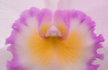 Natural background of cattleya orchids and close-up of beautiful pollen for abstract background.