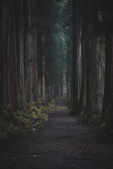 Naklejka premium 林道