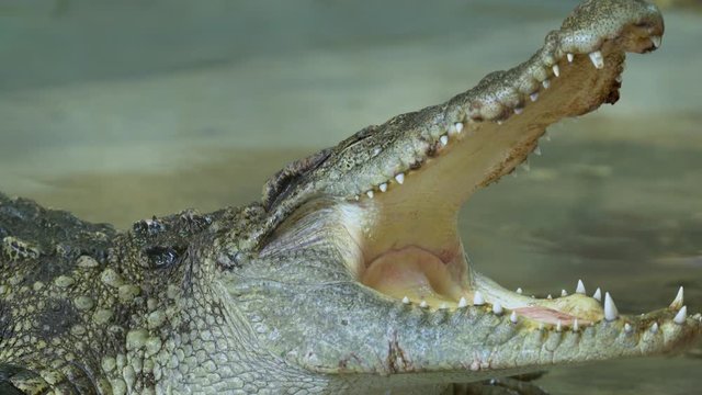 Crocodile show with hand in Thailand