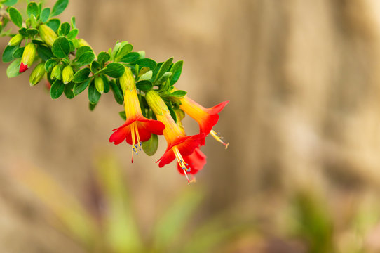 The colorful three colored (red, yellow, green) cantuta (cantua buxifolia) is the national flower of Bolivia and found in the Andes mountain range. Photographed in La Paz.