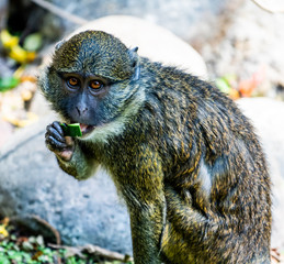 Monkey Eating