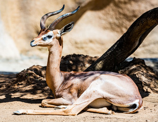 antelope