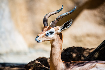 antelope