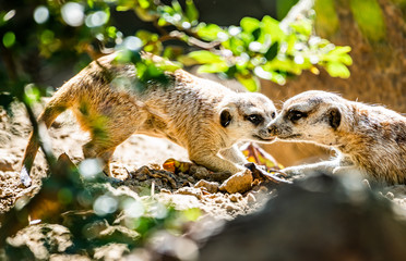 Meerkats