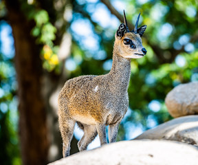 Klipspringer