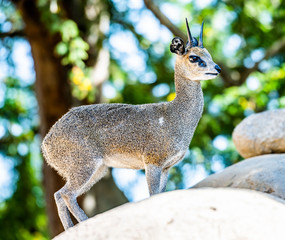 Klipspringer