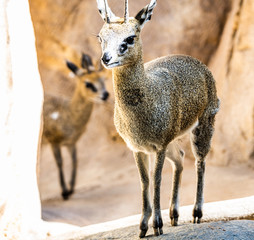 Klipspringer