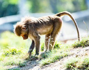 Baboon