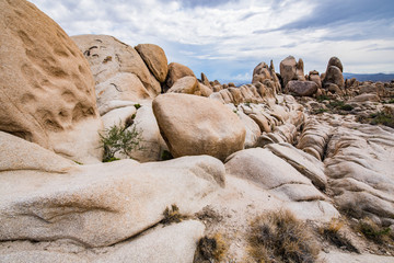 Joshua Tree Rocks