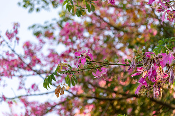 Pink flowers of the Paineira tree (Chorisia speciosa) and its exuberant beauty