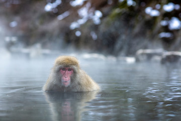 Obraz premium close up of a baboon