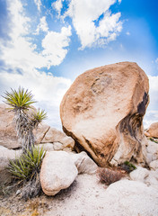 Joshua Tree Rock and Palm Tree