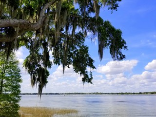 An oak tree with moss by the lake near Heritage Park, Winter Haven, Florida, U.S.A