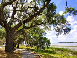 Fototapeta na wymiar An oak tree with moss by the lake near Heritage Park, Winter Haven, Florida, U.S.A
