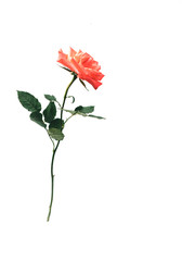 Rose on an isolated background