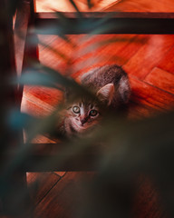Pequeña gatita mirando a la camara