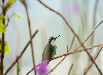 MONTAÑÉS GORGIBLANCO-WHITE THROATED MOUNTAIN GEM- Costarican hummingbird