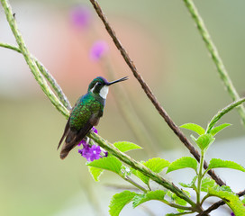 White throated Mountain Gem, Costarican hummingbird
