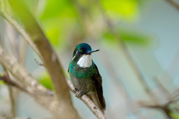 MONTAÑÉS GORGIBLANCO-WHITE THROATED MOUNTAIN GEM- Costarican hummingbird © OscarMena