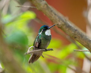 MONTAÑÉS GORGIBLANCO-WHITE THROATED MOUNTAIN GEM- Costarican hummingbird