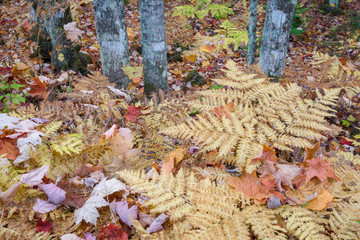 Autumn ferns and fallen leaves in a forest in Michigan's Upper Peninsula.