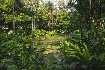 tropical forest landscape in park in Singapore with lush greenery