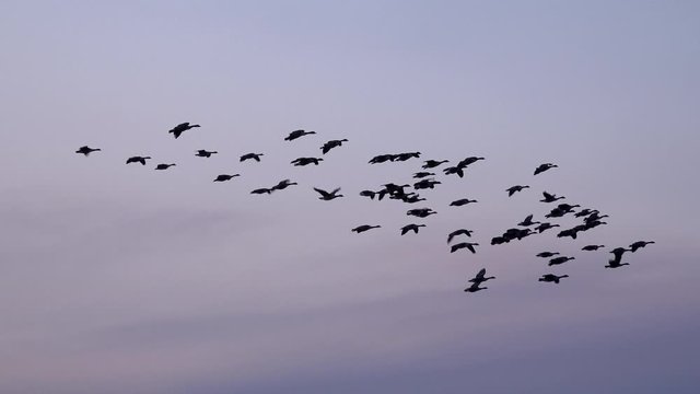 Low flying geese in the morning light migration England UK 4K