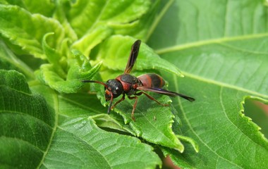 Red tropical wasp on green leaves background in Florida nature, closeup 