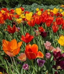field of red and yellow tulips
