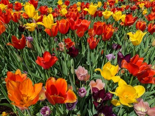 field of colorful tulips