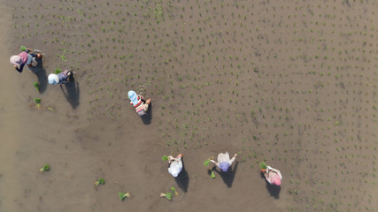 Fototapeta na wymiar Aerial view of farmers working in rice field plantation.Asia farmers planting on the organic paddy rice farmland.