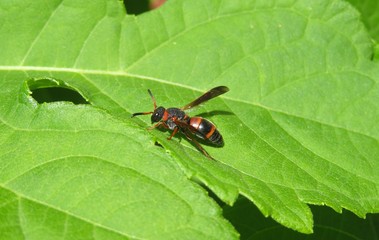 Fototapeta premium Red tropical wasp on green leaves in Florida nature, closeup