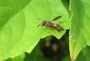 Red tropical wasp on green leaf in Florida nature, closeup 