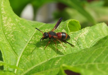 Red tropical wasp on green leaf in Florida nature, closeup