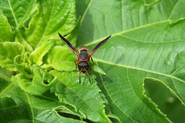 Red tropical wasp on green heliopsis leaves in Florida nature, closeup 