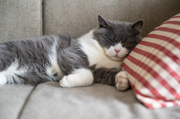 British shorthair cat sleeping on a pillow
