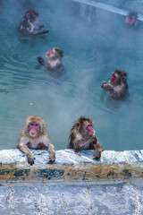 Monkeys in a Hot Spring in Hokkaido, Japan