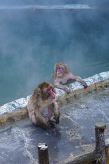 Monkeys in a Hot Spring in Hokkaido, Japan