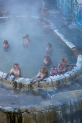 Monkeys in a Hot Spring in Hokkaido, Japan