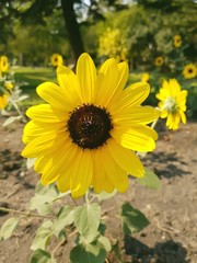 Fototapeta premium sunflower in a field