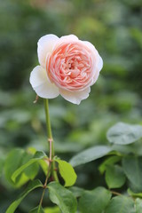 pink rose in garden