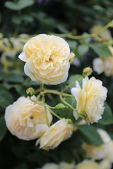 yellow rose in the garden