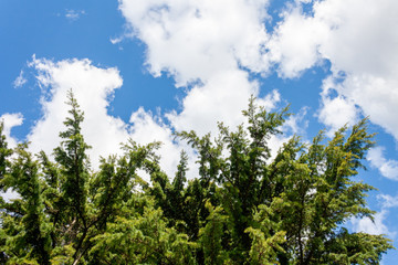 trees and blue sky
