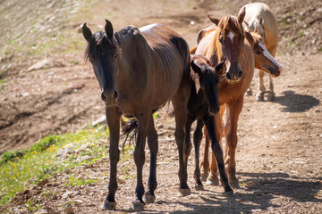 Obraz premium Several horses are moving along a mountain road.