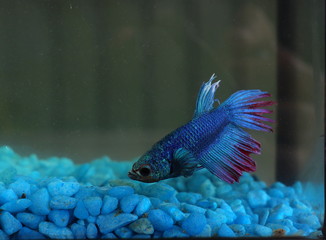 Turquoise and Blue Siamese fighting fish in a home aquarium Beta fish 