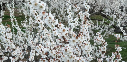 flowers on tree