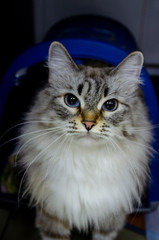 Siberian cat with blue eyes gives warmth
