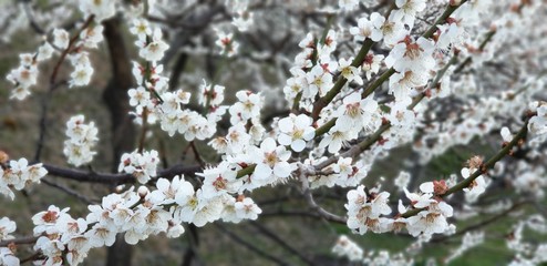 blooming cherry tree in spring