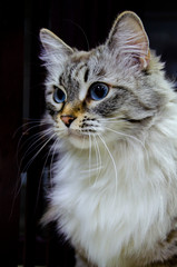 Siberian cat with blue eyes gives warmth