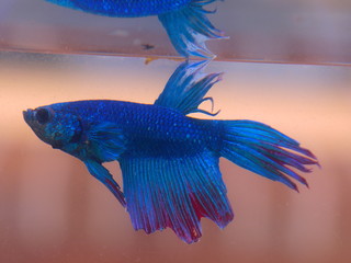 Turquoise and Blue Siamese fighting fish in a home aquarium Beta fish 